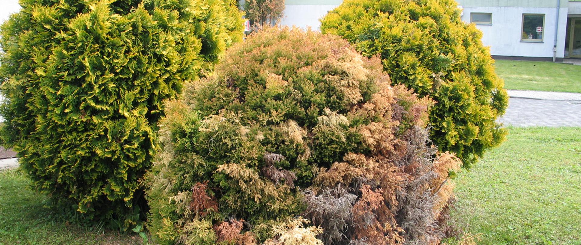 Jałowiec zasiedlony przez szkodnika na tle zdrowych krzewów (fot. A. Zborowska, OCL w Rzeszowie)