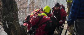 Strażacy wyciągają jałówkę na brzeg