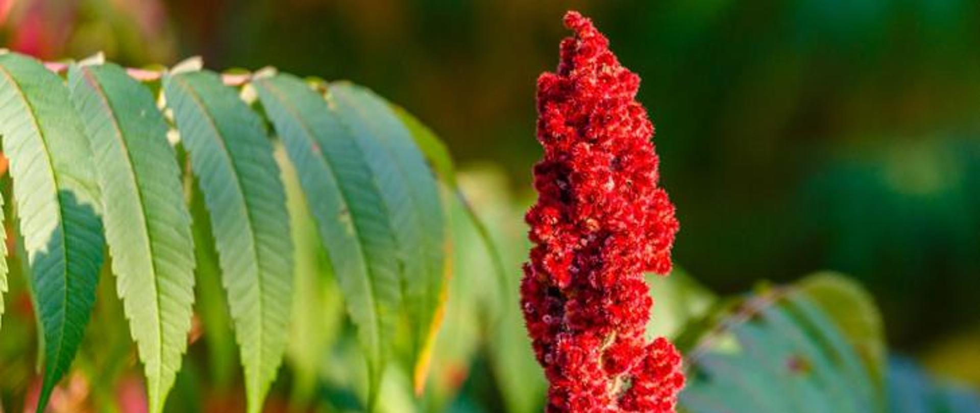Sumak octowiec (Rhus typhina) – czerwone drobne kwiaty zebrane na końcach pędów stożkowate, owłosione wiechy
