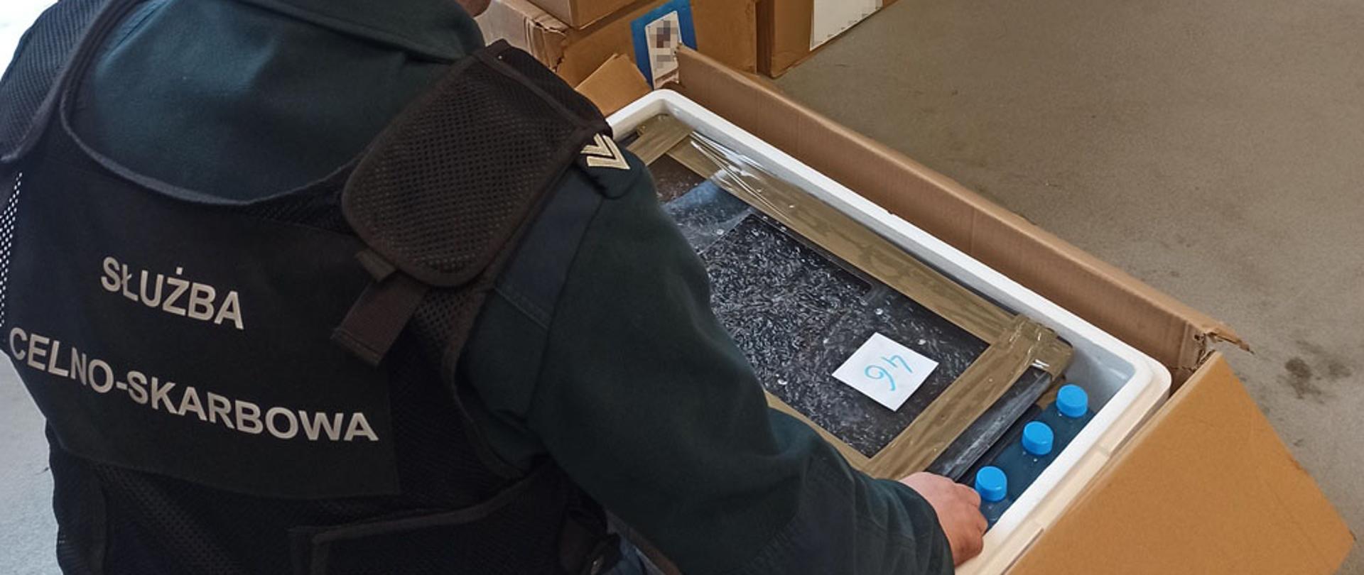 Funkcjonariusz Służby Celno-Skarbowej przy otwartym kartonie, w którym znajduje się pojemnik z okazami chronionego węgorza.