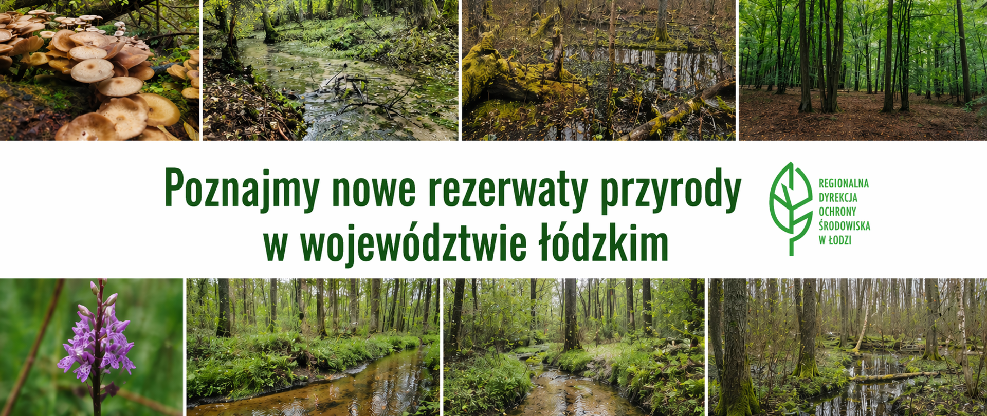 Baner promujący nowe rezerwaty przyrody w województwie łódzkim, przedstawiający różne krajobrazy leśne: mokradła, strumienie, drzewa oraz zbliżenia na grzyby i kwiaty. Na środku widoczny napis „Poznajmy nowe rezerwaty przyrody w województwie łódzkim” oraz logo Regionalnej Dyrekcji Ochrony Środowiska w Łodzi.