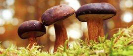XIII Wojewódzki Konkurs ,,Jesień w lesie grzyby niesie” trzy podgrzybki na mchu