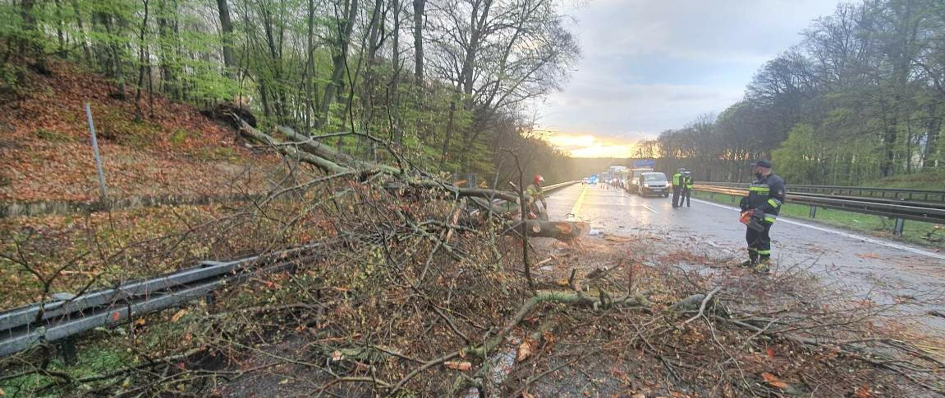 Powalone drzewo na drogę A6