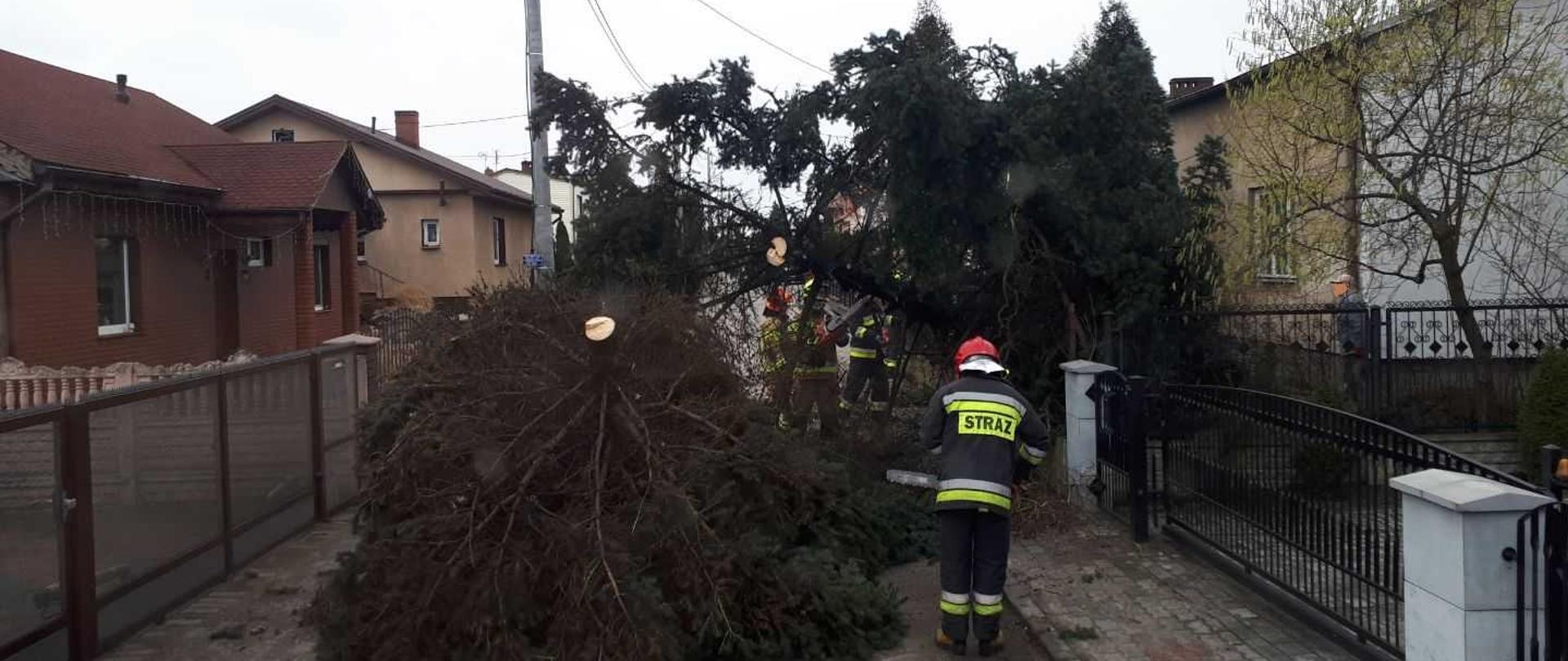 Zdjęcie przedstawia czterech funkcjonariuszy ubranych w umundurowanie służbowe, dwóch z nich w kolorze piaskowym z czerwonym hełmem na głowie oraz dwóch w umundurowaniu koloru ciemno granatowego i czerwonym hełmie na głowie. Strażacy operują piłami spalinowymi do drewna, usuwając powalone drzewo na drogę. Droga jest wykonana z kostki trelinki w kolorze szarym. Po lewej i prawe stronie widać zabudowania, domy jednorodzinne. Dom po lewej stronie zdjęcia jest w kolorze brązowym z ceglastą dachówką oraz drugi jest w kolorze jasno pomarańczowym z dachówką w kolorze brązowym. Dom po prawej stronie w kolorze jasno żółtym częściowo ocieplony białym styropianem. Powalone drzewo leży częściowo na drodze oraz jest przewieszone przez płot domu po prawej stronie zdjęcia.