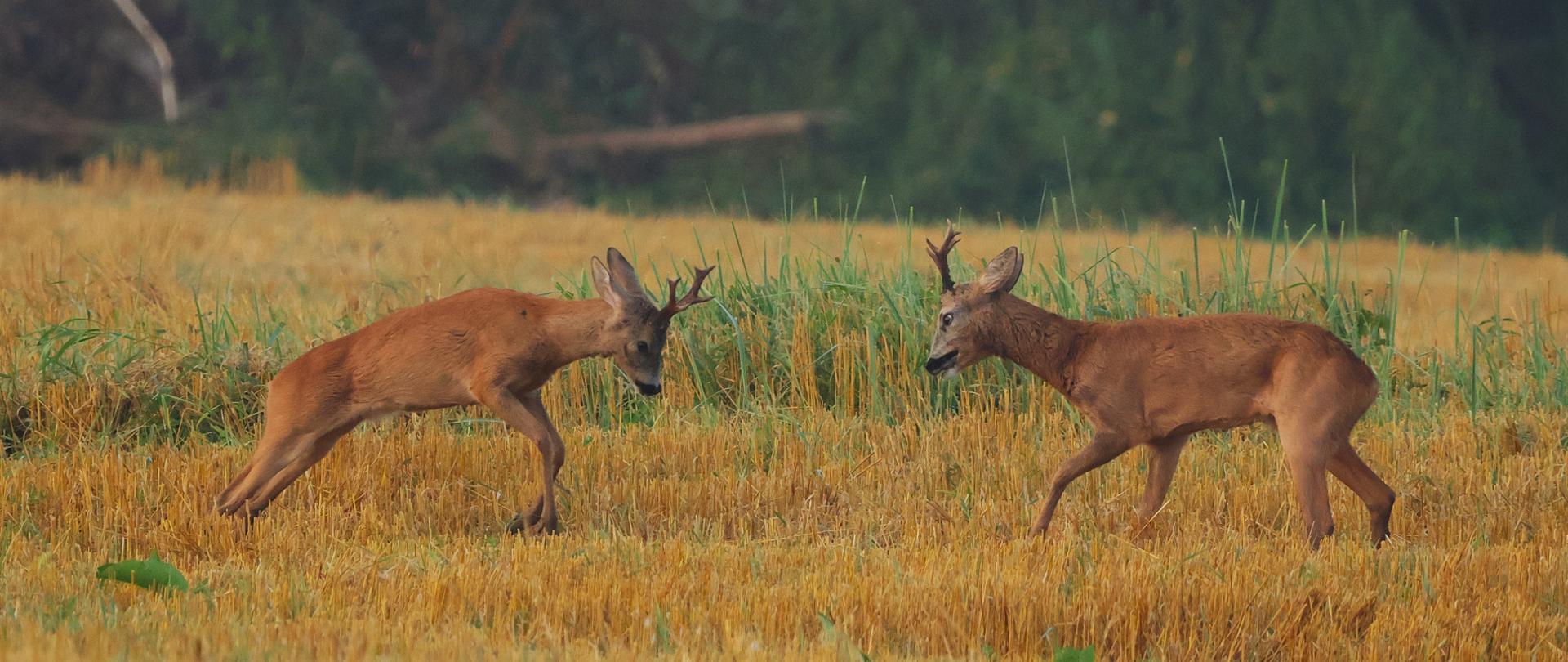 Walka kozłów sarny, fot. Dawid Bryliński RDOŚ w Bydgoszczy