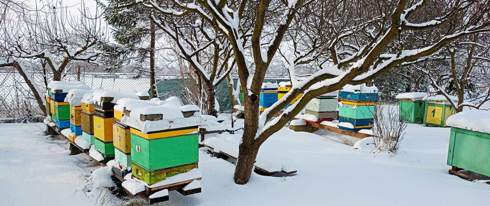 Kolorowe ule przykryte śniegiem, sceneria zimowa
