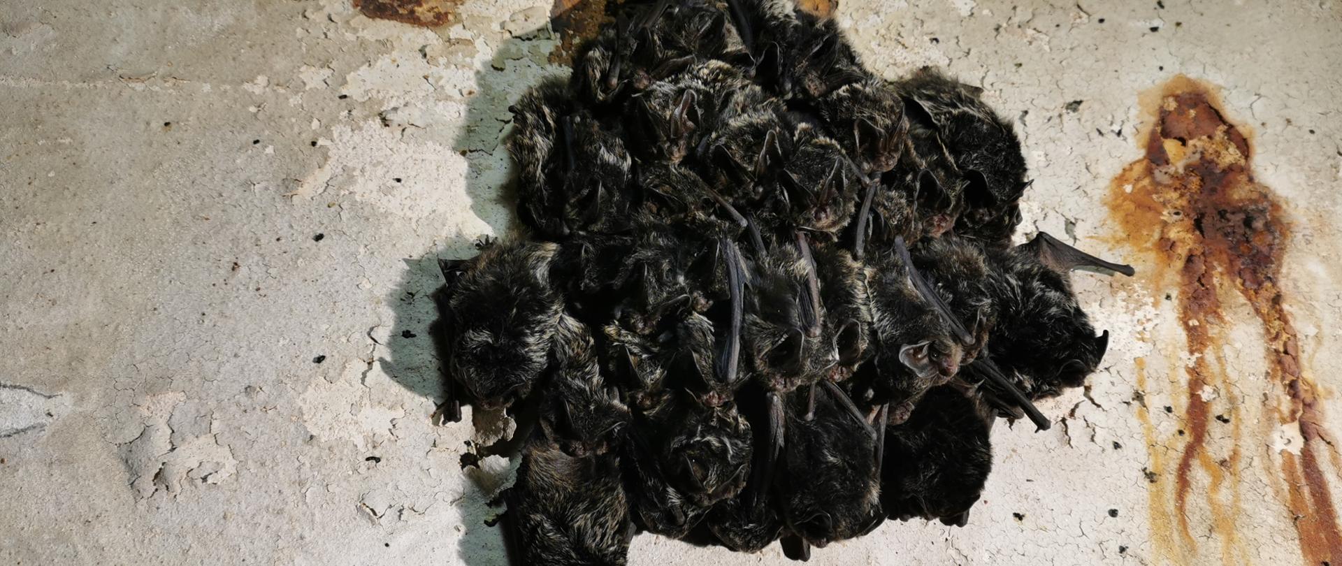 Zbiorowisko kilkudziesięciu czarnych nietoperzy zwisających głowami w dół ze ściany.
