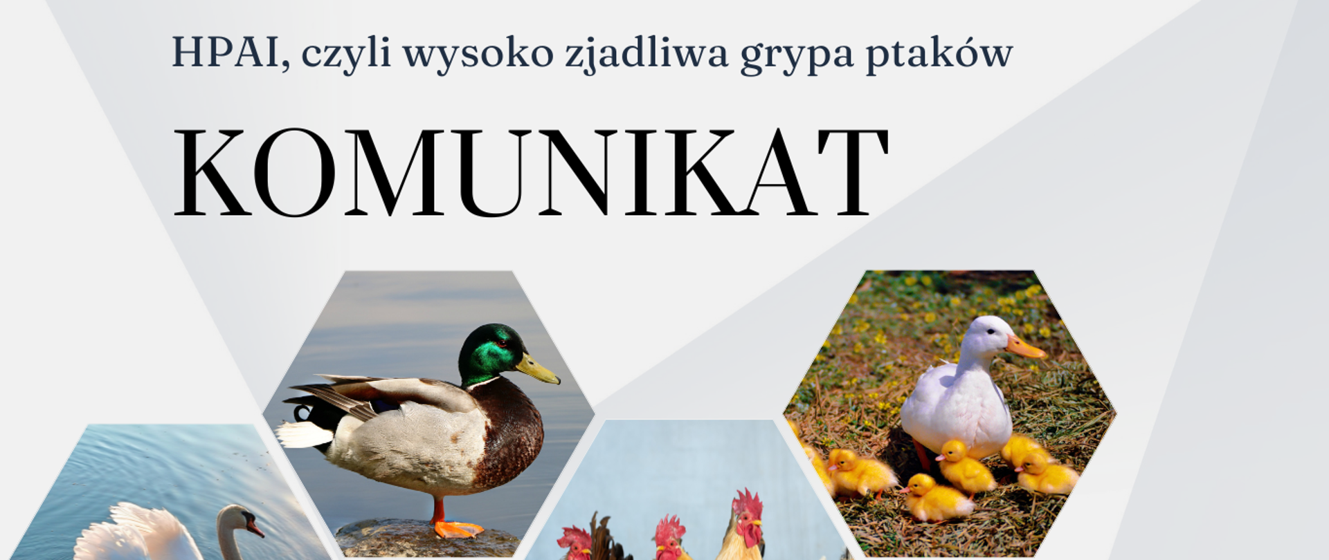 HPAI, czyli wysoko zjadliwa grypa ptaków