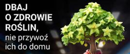 DBAJ
O ZDROWIE ROŚLIN, nie przywoź
ich do domu