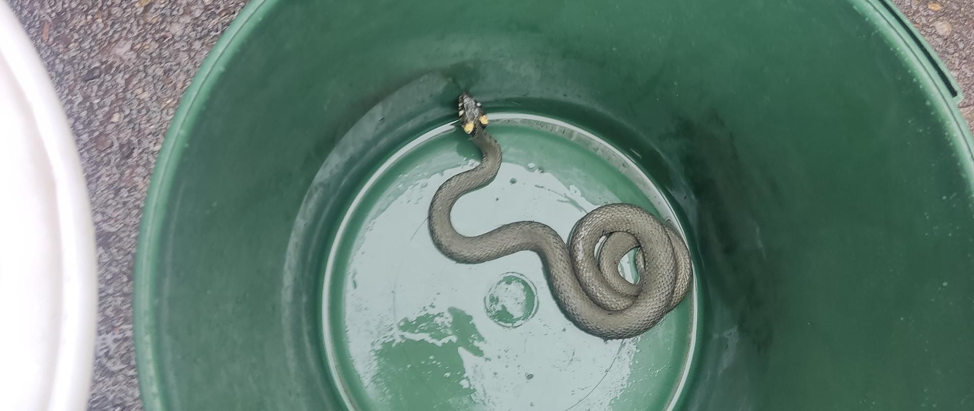 Zielne wiaderko z tworzywa sztucznego. W środku wąż. Zdjęcie wykonane w ciągu dnia.