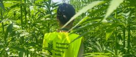 Urzędowa lustracja plantacji nasiennych konopi siewnych na terenie powiatu ostrzeszowskiego