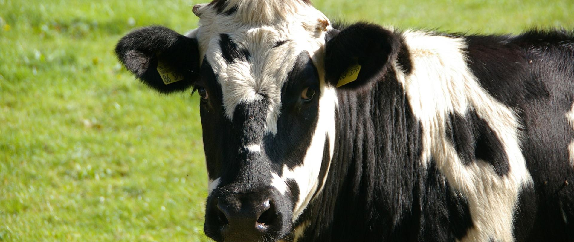 Krowa stoi za ogrodzeniem na pastwisku.