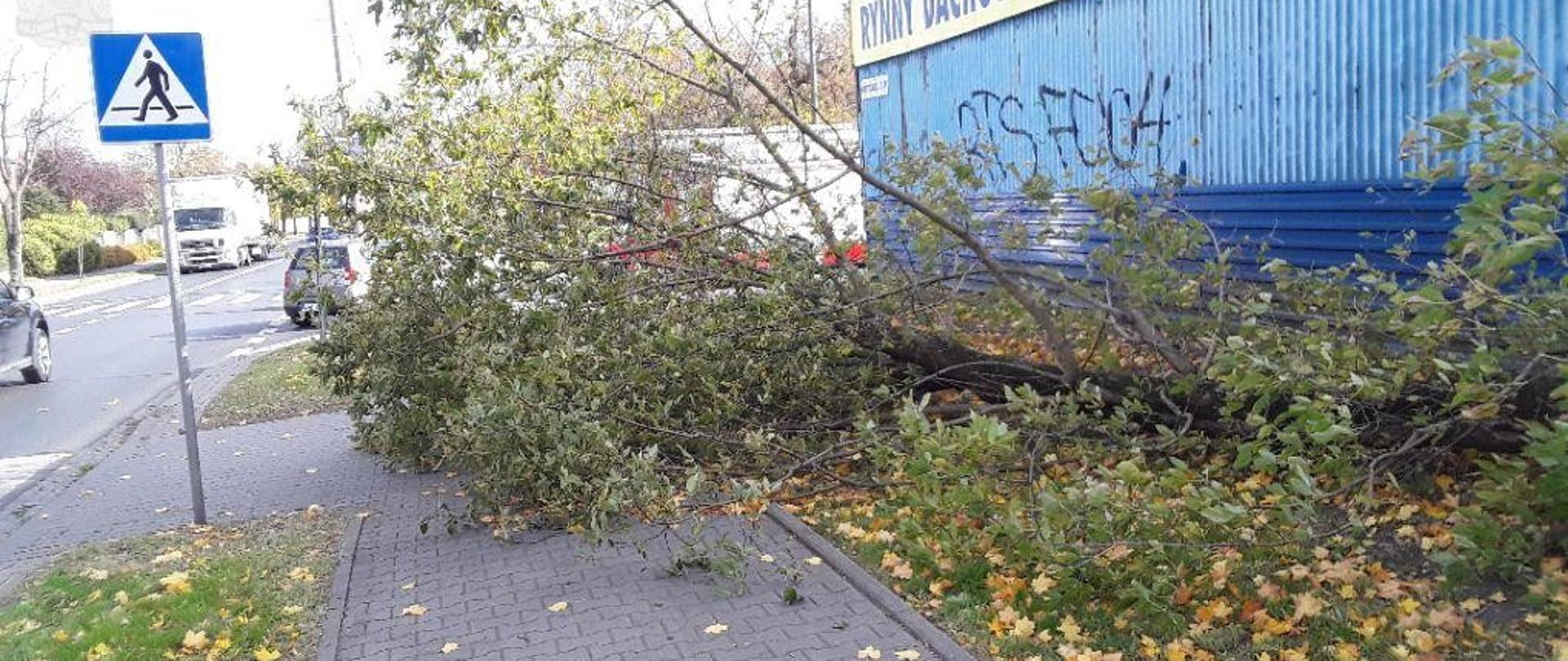 Na zdjęciu widać powalone na chodnik w skutek silnego wiatru drzewo.