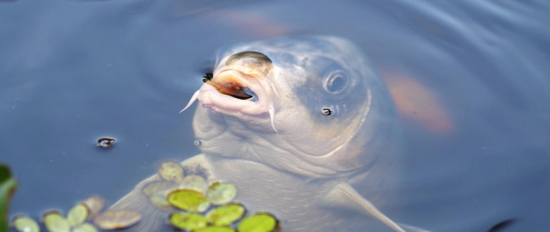 Zalecenia Głównego Lekarza Weterynarii w postępowaniu z żywymi rybami przeznaczonymi do sprzedaży detalicznej