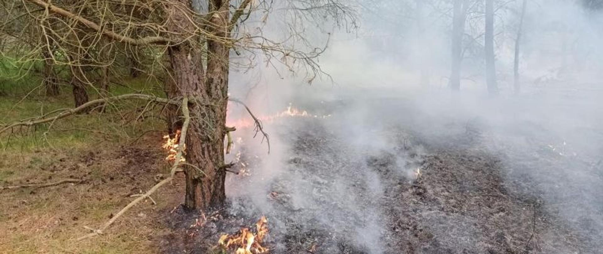 Zdjęcie przedstawia moment kiedy pożar się rozwija. Widać ogień, dym, na pierwszym planie sosna. Po lewej stronie zdjęcia jeszcze zielone podszycie, które nie zostało spalone.