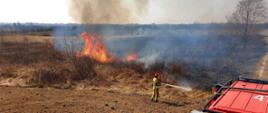 Zdjęcie zrobione z dachu samochodu strażackiego. W centralnej części zdjęcia widać wysokie płomienie z palących się zarośli. Poniżej zaorane pole i strażaka, który gasi wodą palącą się trawę. Strażak ubrany jest w ubranie bojowe a na głowie ma hełm.