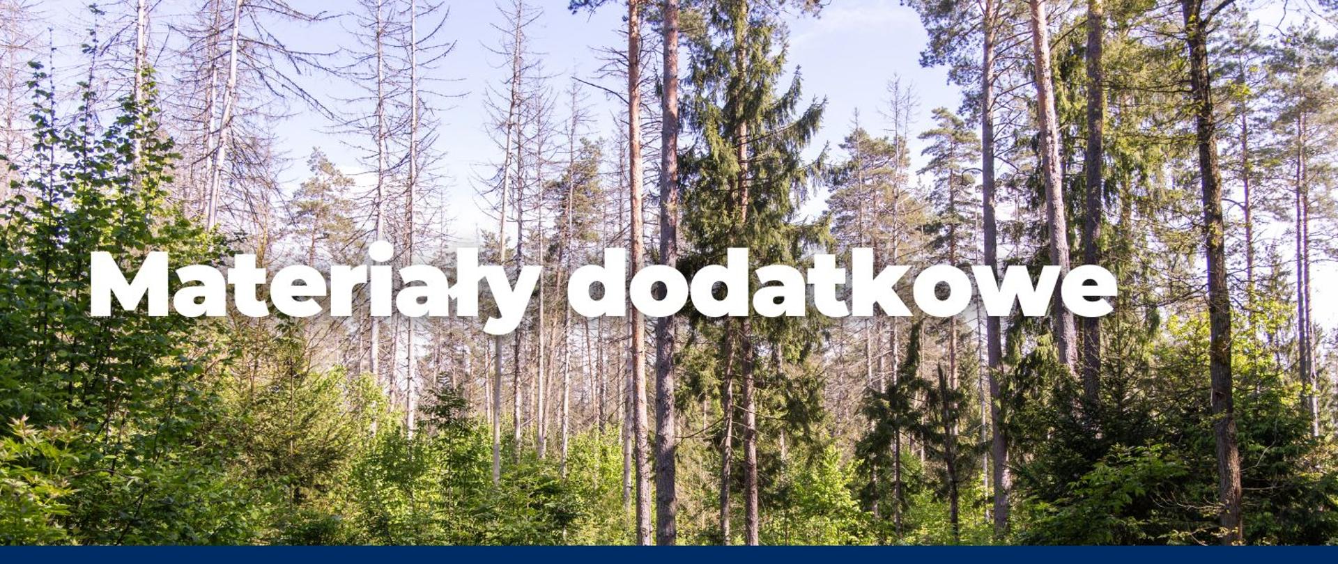 Gęsty las z mieszanką wysokich drzew iglastych i liściastych. Na pierwszym planie bujna roślinność pokrywająca leśne poszycie, w tle widoczne martwe świerki pozbawione igieł, kontrastujące z żywą zielenią. Promienie słońca przebijają się przez koronę drzew, tworząc grę światła i cienia.
