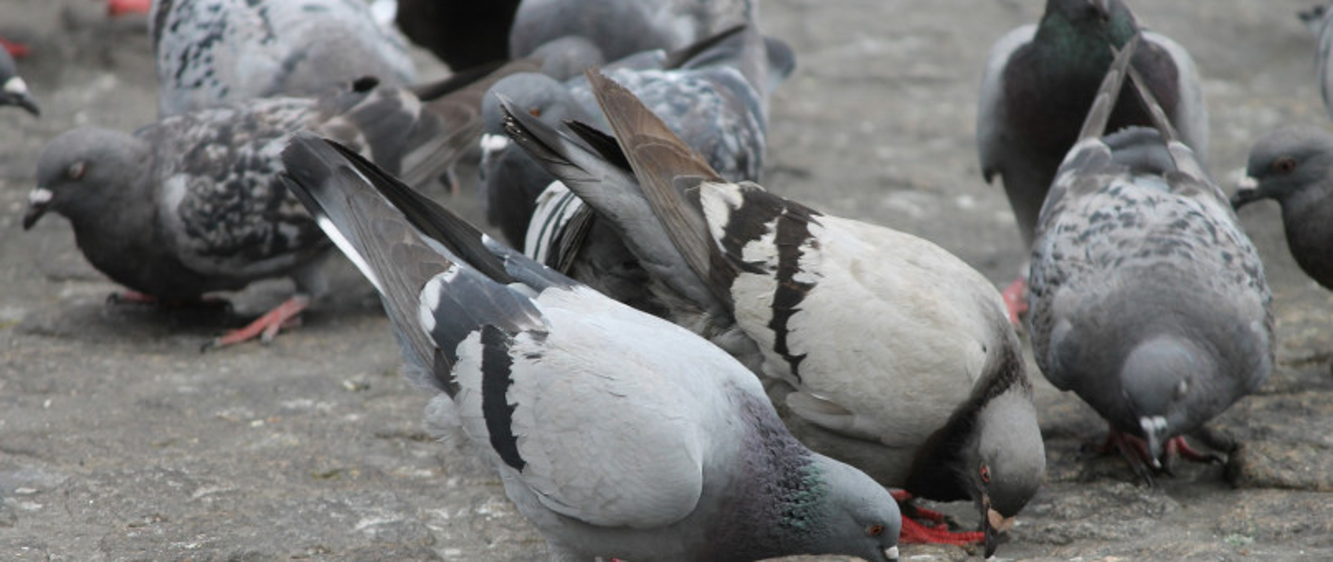 WYSTĘPOWANIEM DZIKICH GOŁĘBI 
