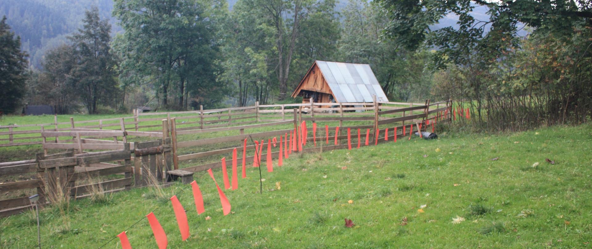 Zdjęcie przedstawia rozwieszone na łące fladry - czerwone tasiemki doczepione do długiej linki, rozstawione na łące. Takie fladry skutecznie odstraszają wilki.