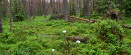 Torfowisko Bór na Czerwonem, Nowy Targ, rezerwat przyrody
