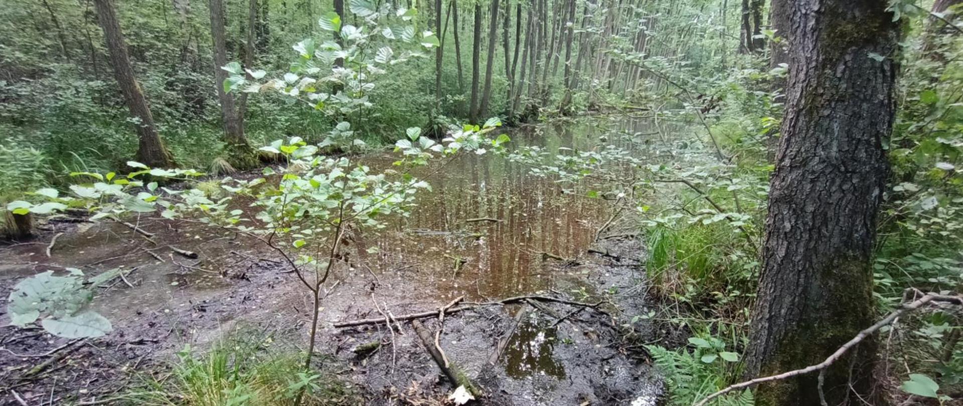 Na zdjęciu przedstawiono niewielki, śródleśny zbiornik wodny otoczony gęstą roślinnością. Woda ma ciemne zabarwienie i jest częściowo pokryta warstwą osadów oraz drobnymi szczątkami roślinnymi. Przy brzegach widoczne są fragmenty błotnistego podłoża, wystające gałęzie oraz kępy traw i innych roślin związanych z wilgotnymi siedliskami. Wokół zbiornika rosną liczne drzewa liściaste i iglaste, tworzące zwarte, zielone otoczenie. Całość przedstawia naturalny, podmokły fragment lasu o charakterze bagiennym, z dużym udziałem wilgoci i bogatą roślinnością charakterystyczną dla takich siedlisk.