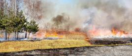 Zdjęcie przedstawia palącą się trawę na nieużytkach oraz palące się drzewa. Widać płomienie ognia i dużo dymu
