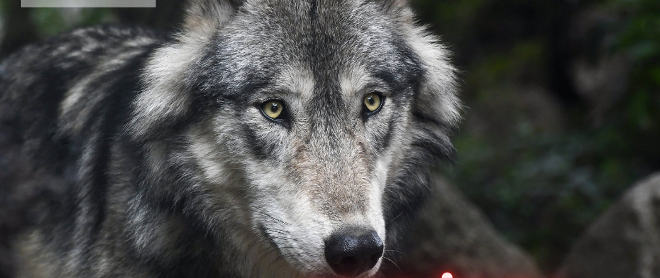 Ważna informacja dot. zgłoszenia ataku wilków - Regionalna Dyrekcja Ochrony Środowiska w Białymstoku - Portal Gov.pl