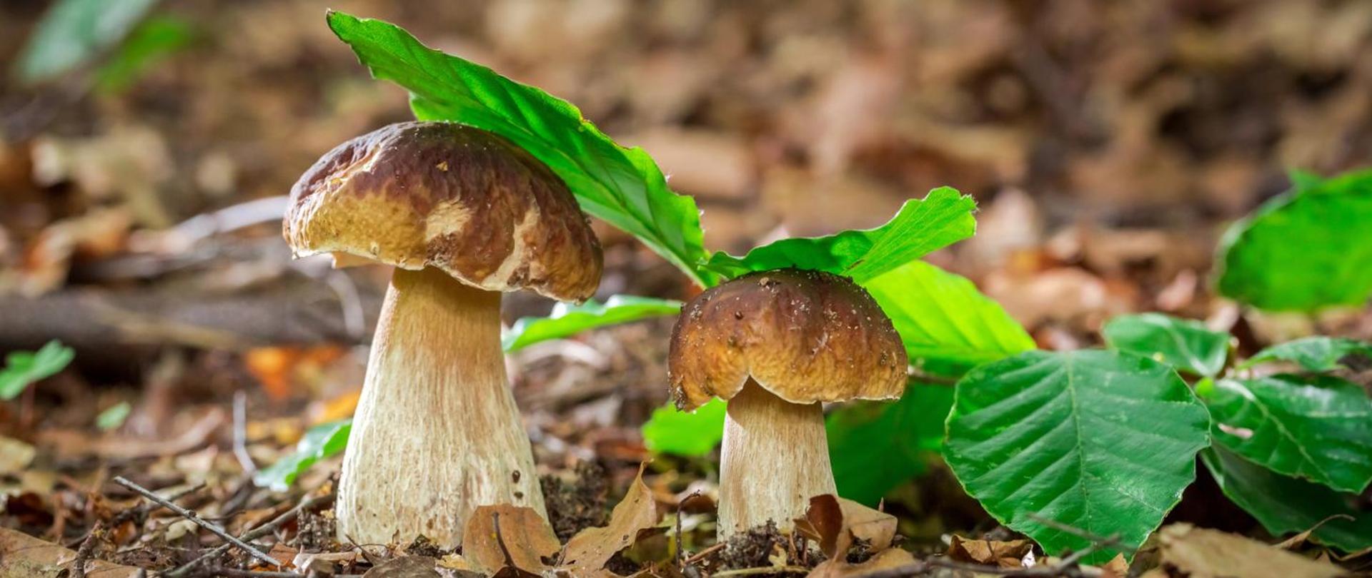 Bezpieczne grzybobranie - wiedza, rozwaga i zdrowie