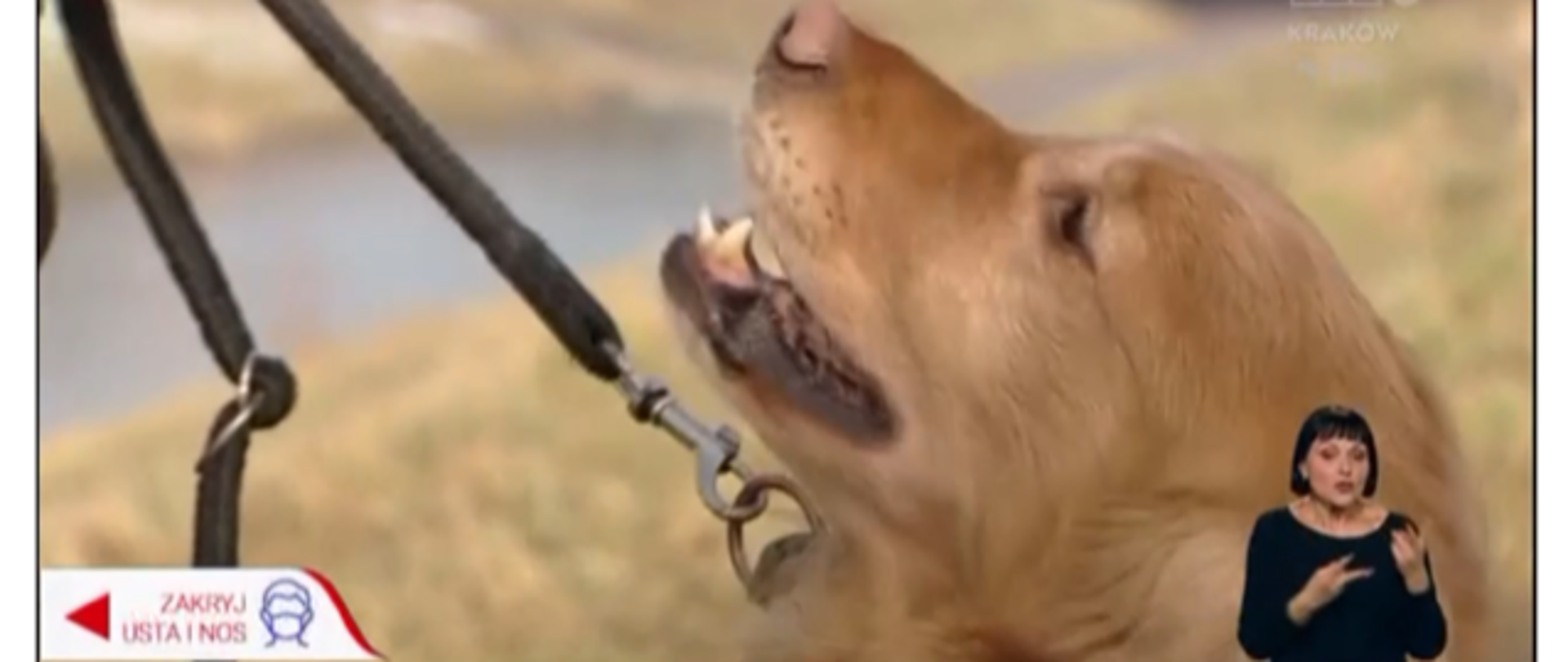 Pies Labrador Retriver na smyczy. Widok głowy psa. Scren z TVP3 Kraków