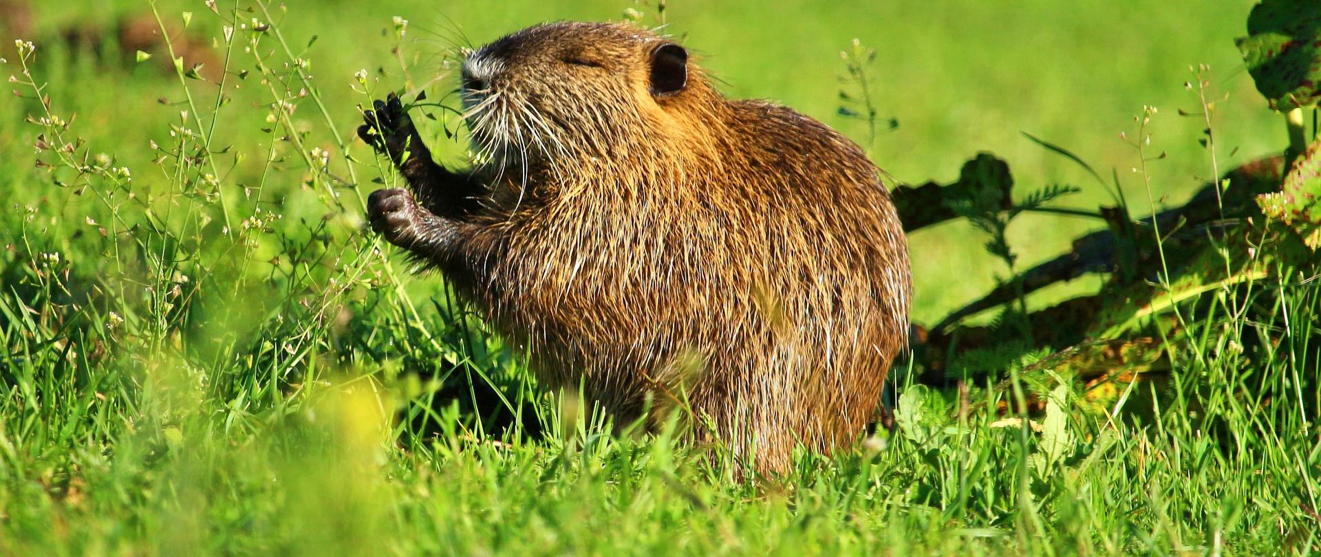 nutria