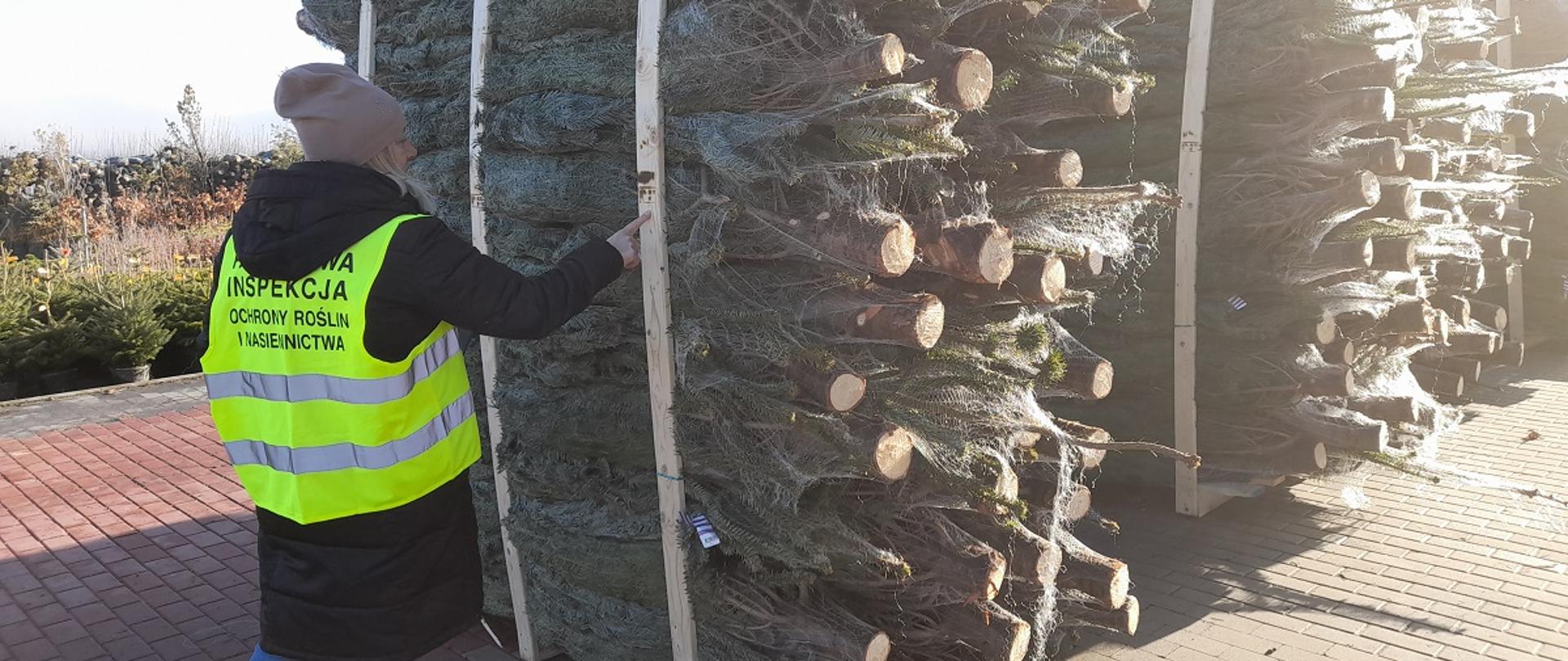 Pani Inspektor ubrana w kamizelkę odblaskową z logo PIORiN stoi przy przygotowanej partii jodły ciętej z wystającymi pniami. Jodły cięte są umieszczane w środku drewnianych palet zawinięte w siatkowe worki które zmniejszą ich objętość. Palety z drzewkami usytuowane są na brukowej powierzchni. 