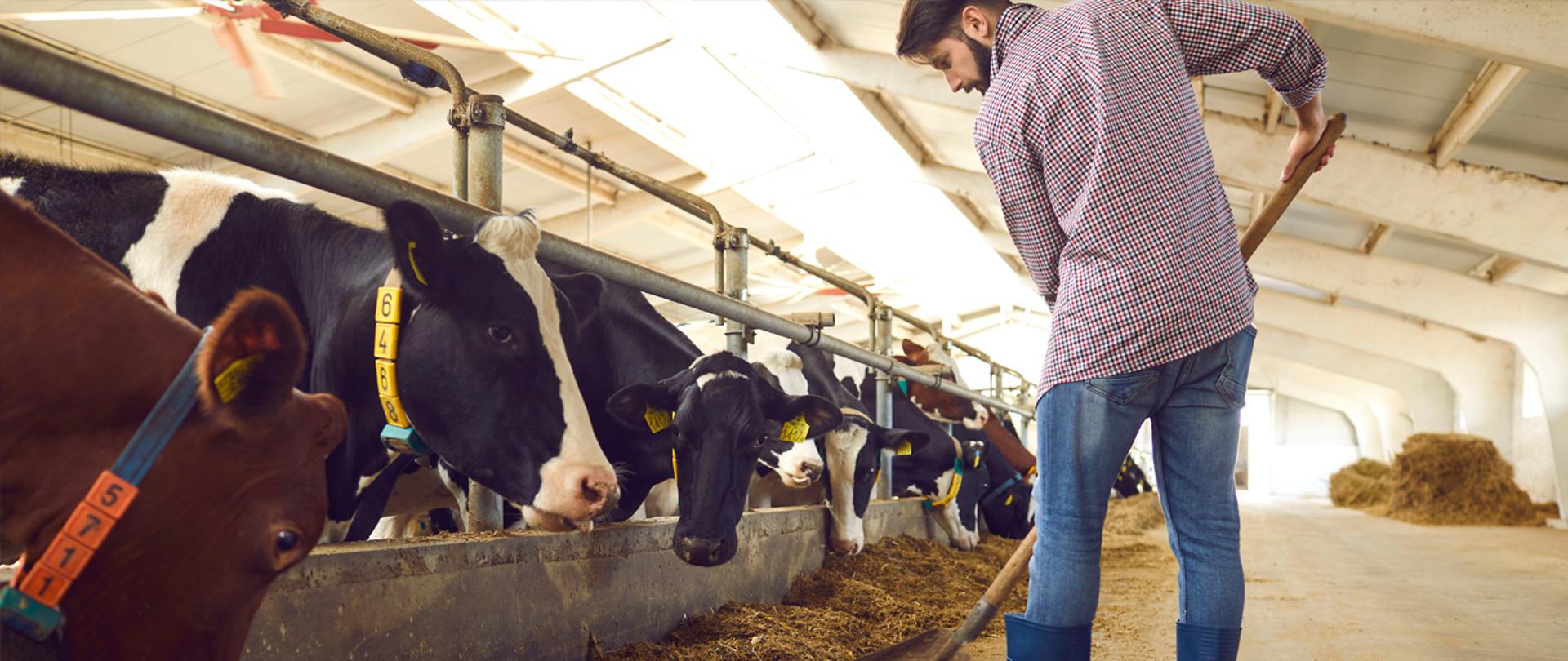 młody_rolnik_krowy2