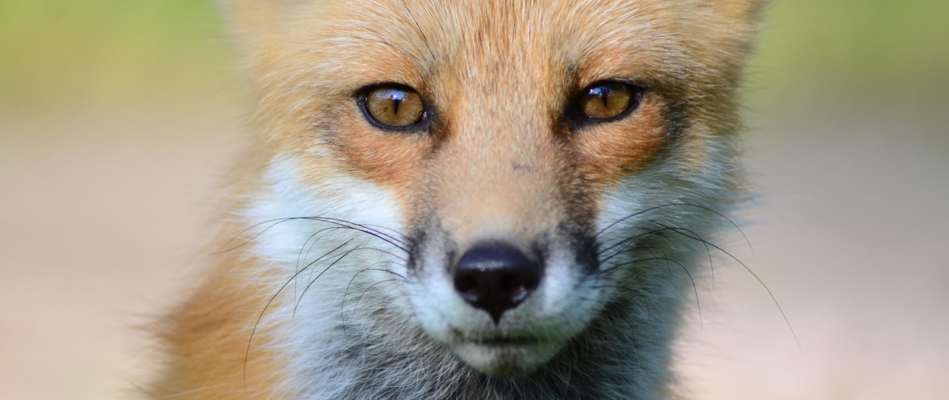 Zdjęcie ilustrujące dzikiego lisa. Zdjęcie do artykułu o kolejnym przypadku wścieklizny w województwie mazowieckim