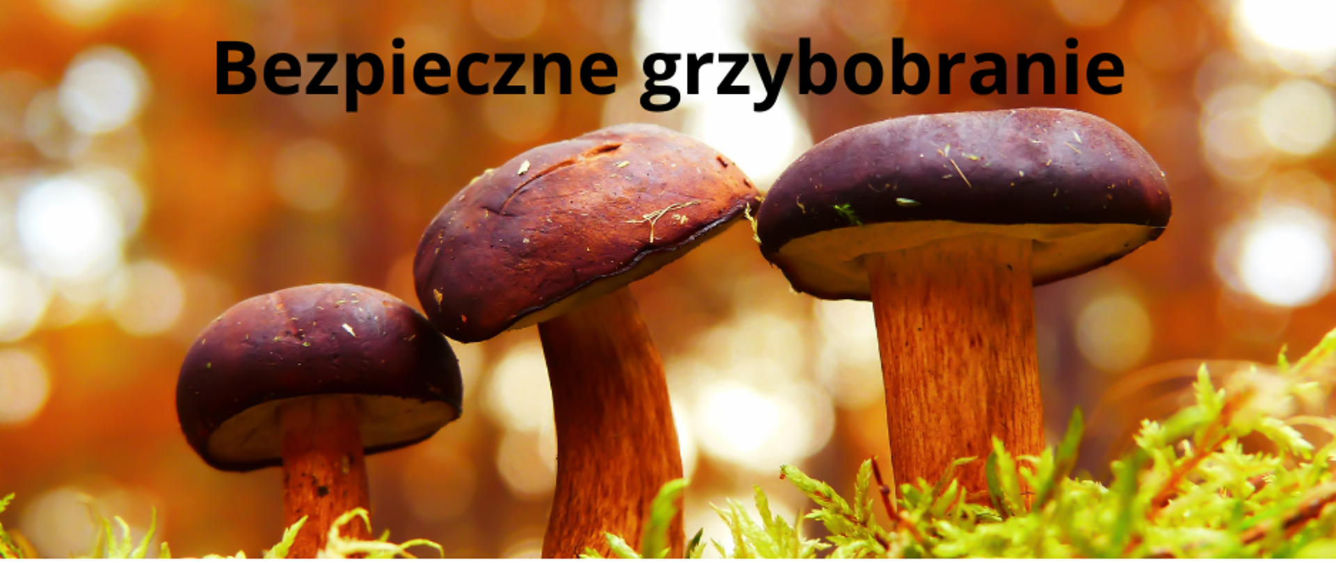 Zdjęcie przedstawia trzy grzyby