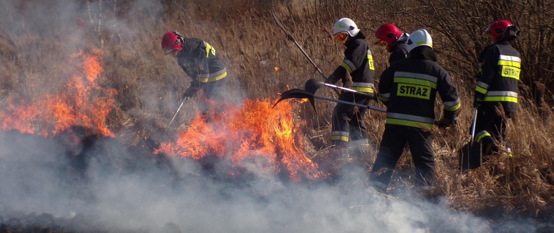 Na zdjęciu widzimy trzech strażaków z Państwowej Straży Pożarnej i dwóch z strażaków z Ochotniczej Straży Pożarnej gaszących pożar trawy na nieużytkach tłumicami. 