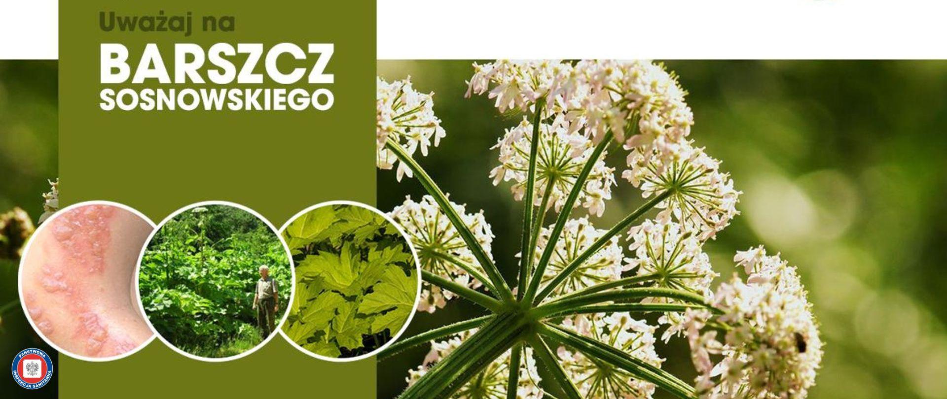 Barszcz Sosnowskiego