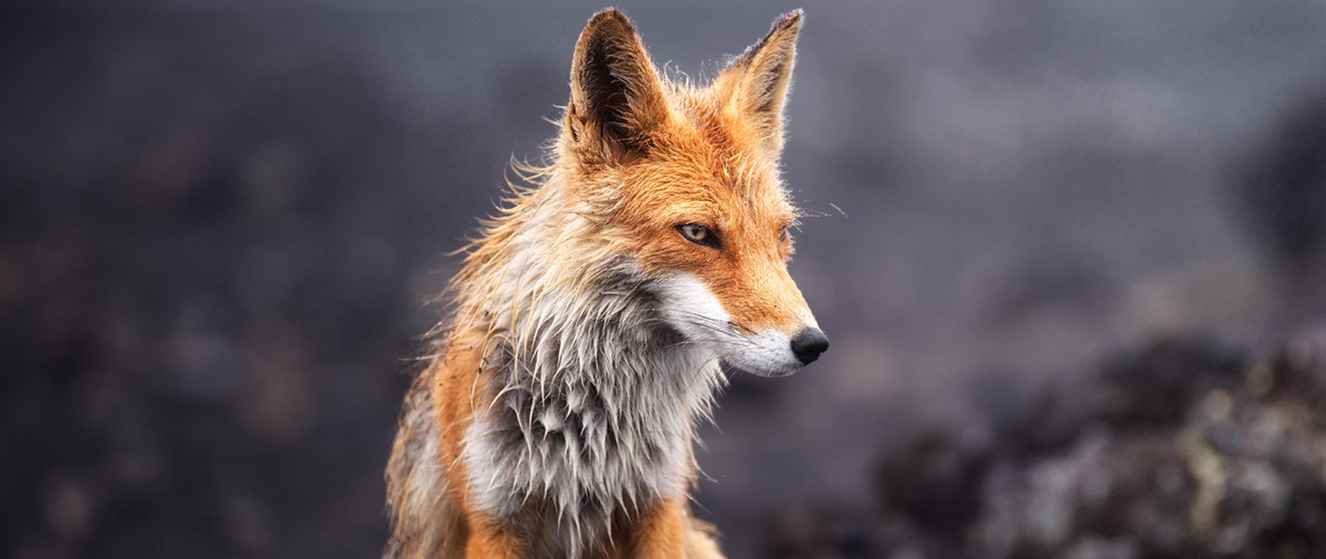 Światowy Dzień Walki z Wścieklizną