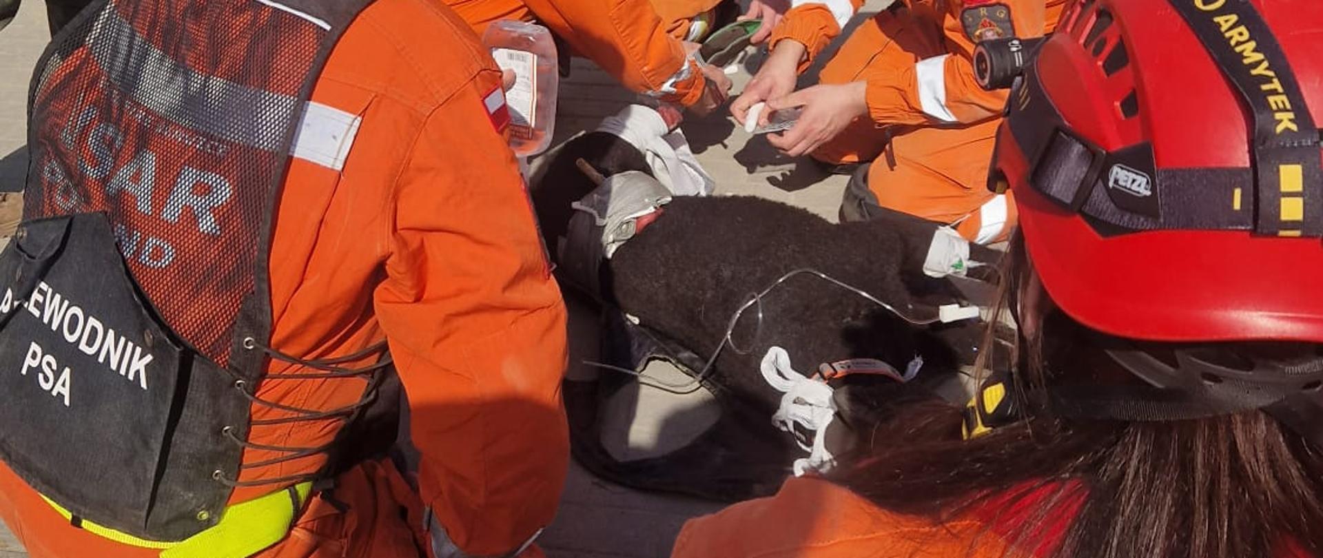 Szkolenie dla przewodników psów ratowniczych z grup poszukiwawczo-ratowniczych w zakresie pierwszej pomocy weterynaryjnej