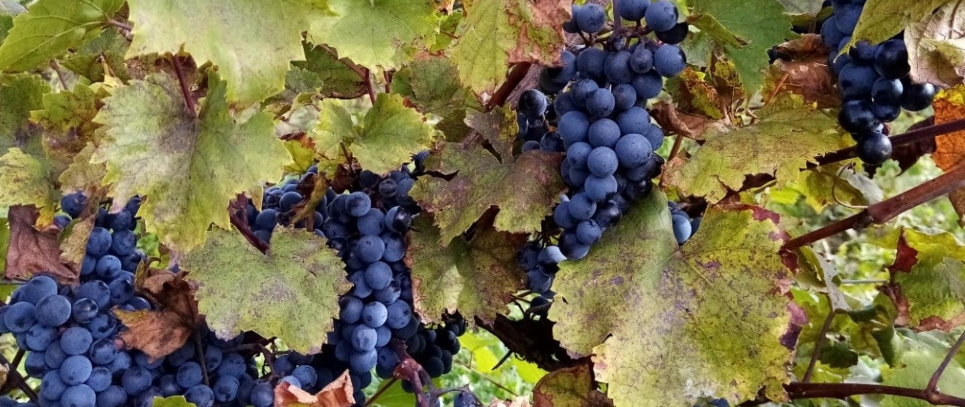 Winorośl o ciemnych owocach