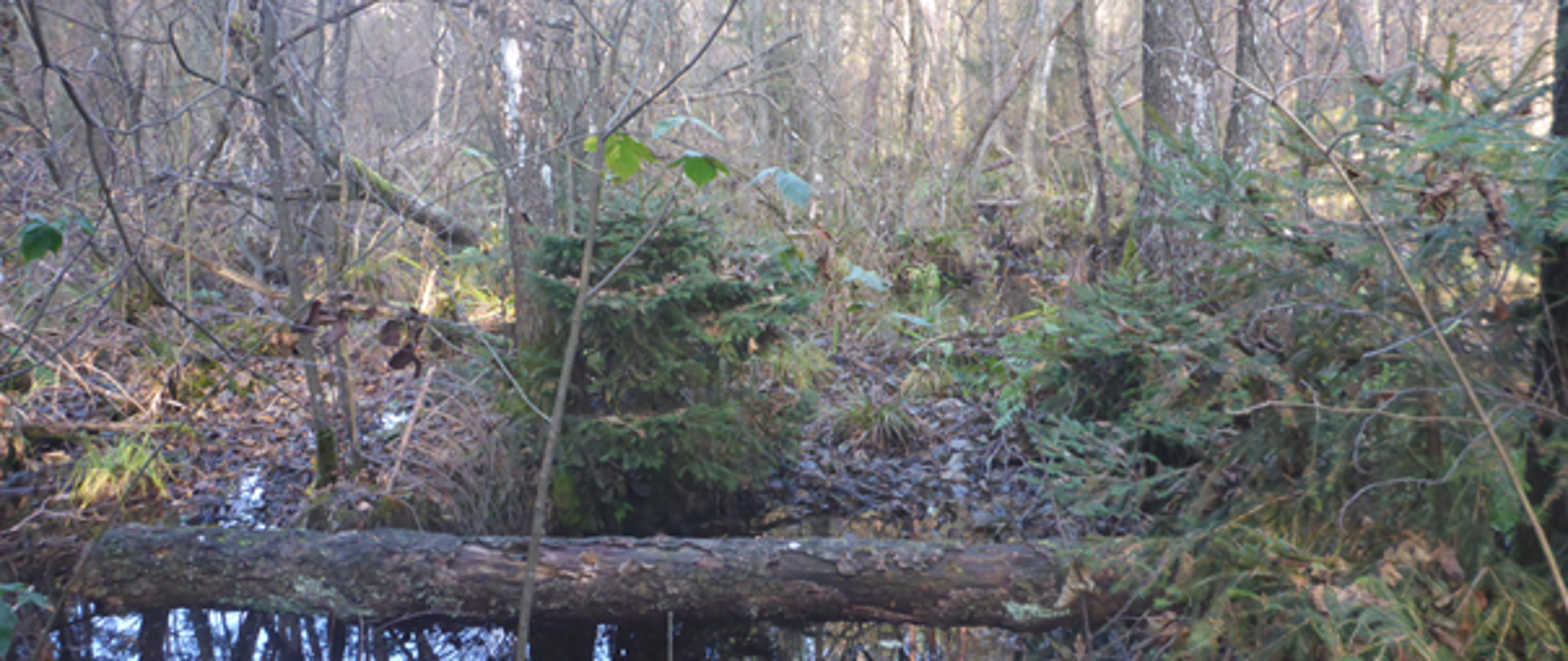 Rezerwat przyrody Białe Ługi