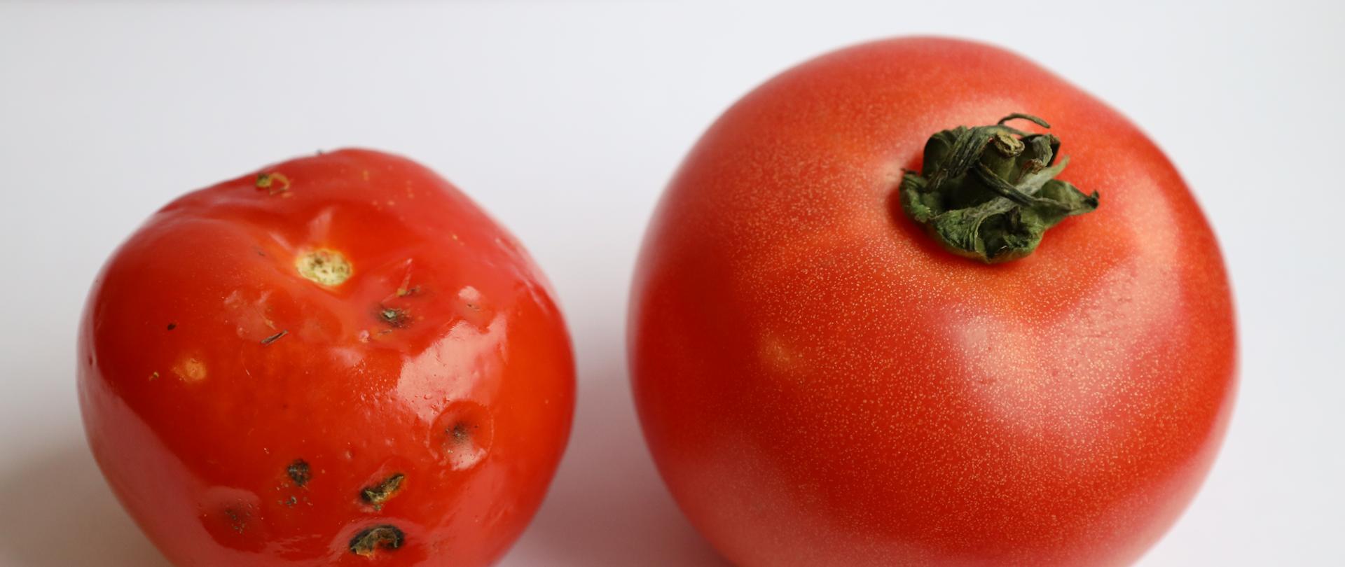 Zdjęcie przedstawia 2 pomidory w czerwonym kolorze na białym tle. jeden owoc zdrowy zdrowy, drugi ma widoczne oznaki choroby