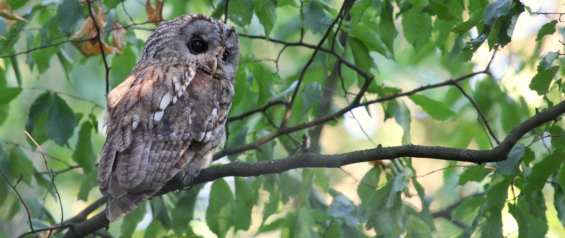 Puszczyk, fot. Dawid Bryliński