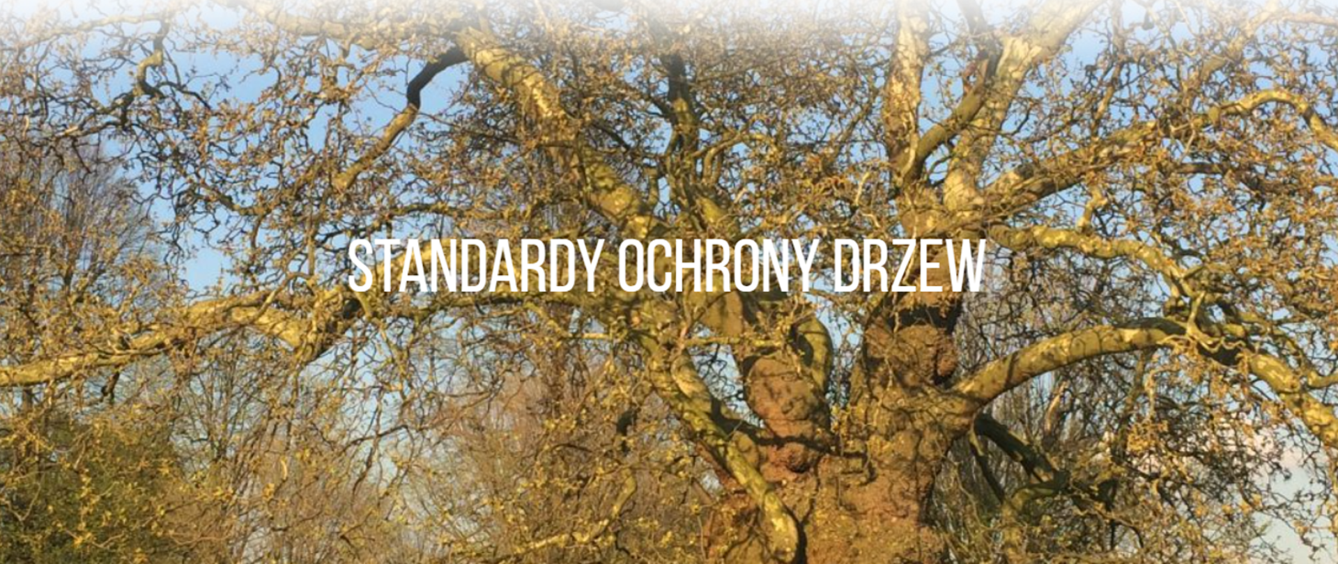 Napis "Standardy Ochrony Drzew" na tle starego drzewa