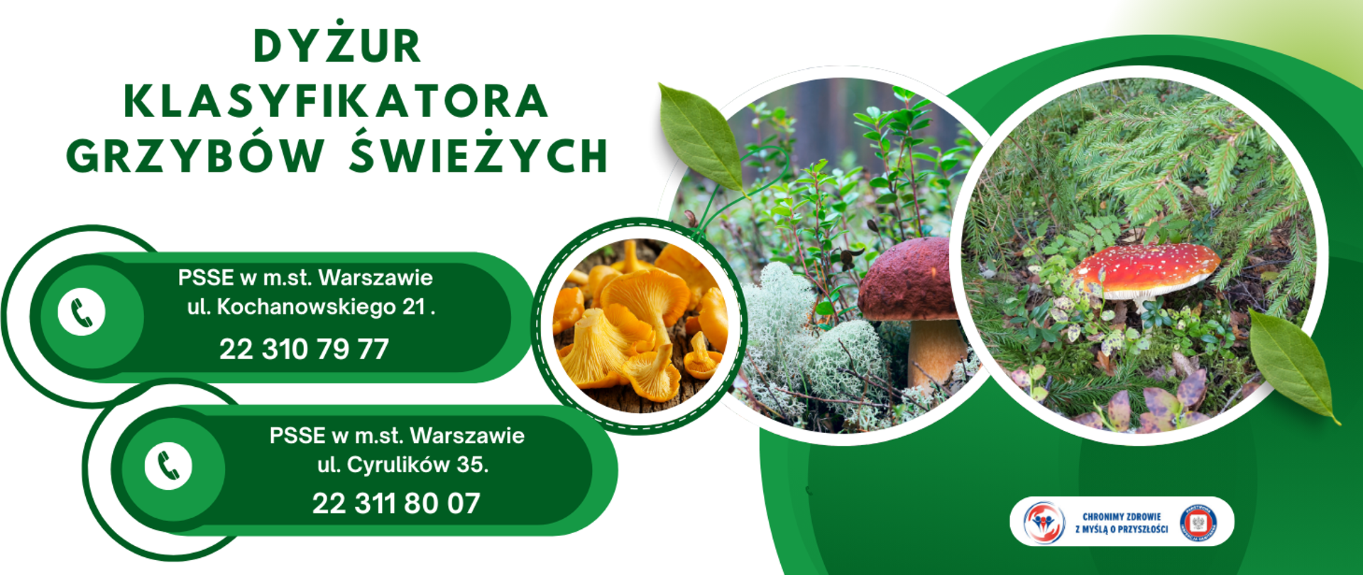 DYZUR KLASYFIKATORA GRZYBOW ŚWIEZYCH. PSSE W M.ST. Warszawie UL Kochanowskiego 21 22 310 7977. PSSE W M.ST. Warszawie UL CYRULIKOW 35 22 311 80 07. widzimy GRZYBY :KURKA PRAWDZIWEK ORAZ MUCHOMOR CZERWONY.