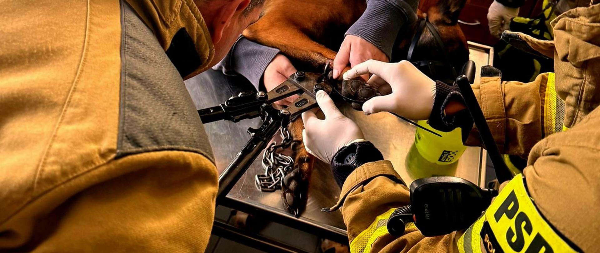 Nietypowa interwencja polkowickich strażaków