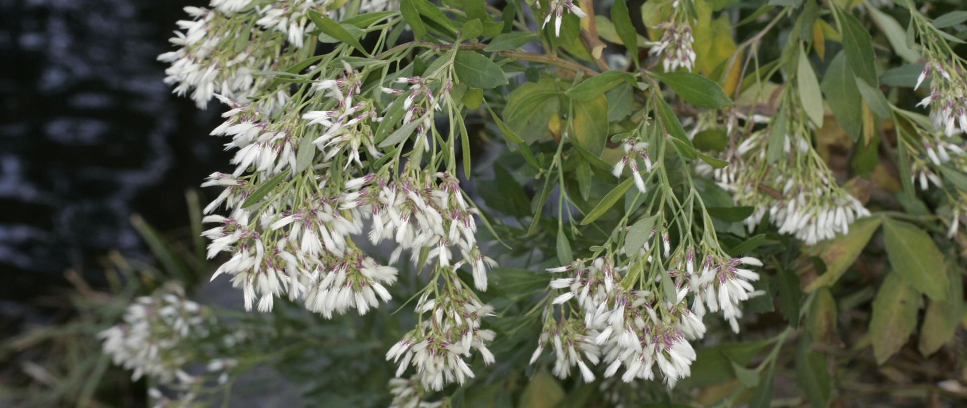 Na zdjęciu zwisające białe, pierzaste owoce komarnika wirginijskiego zebrane w grona.