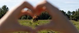 Nagrody wręczone Dziękujemy za Wasze Kadry na naturę