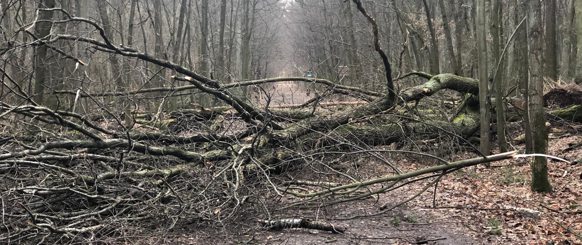 Na pierwszym planie zwalone drzewa tarasujące szlak, w tle rezerwat