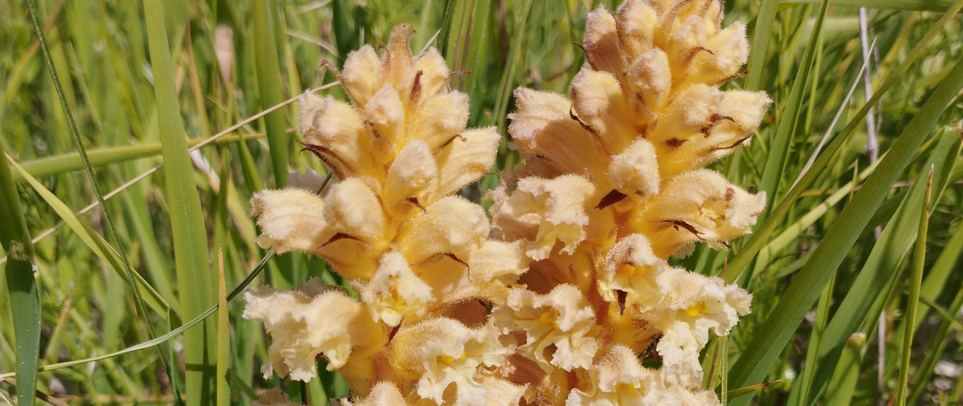 Zaraza Orobanche w rezerwacie przyrody "Rogów"