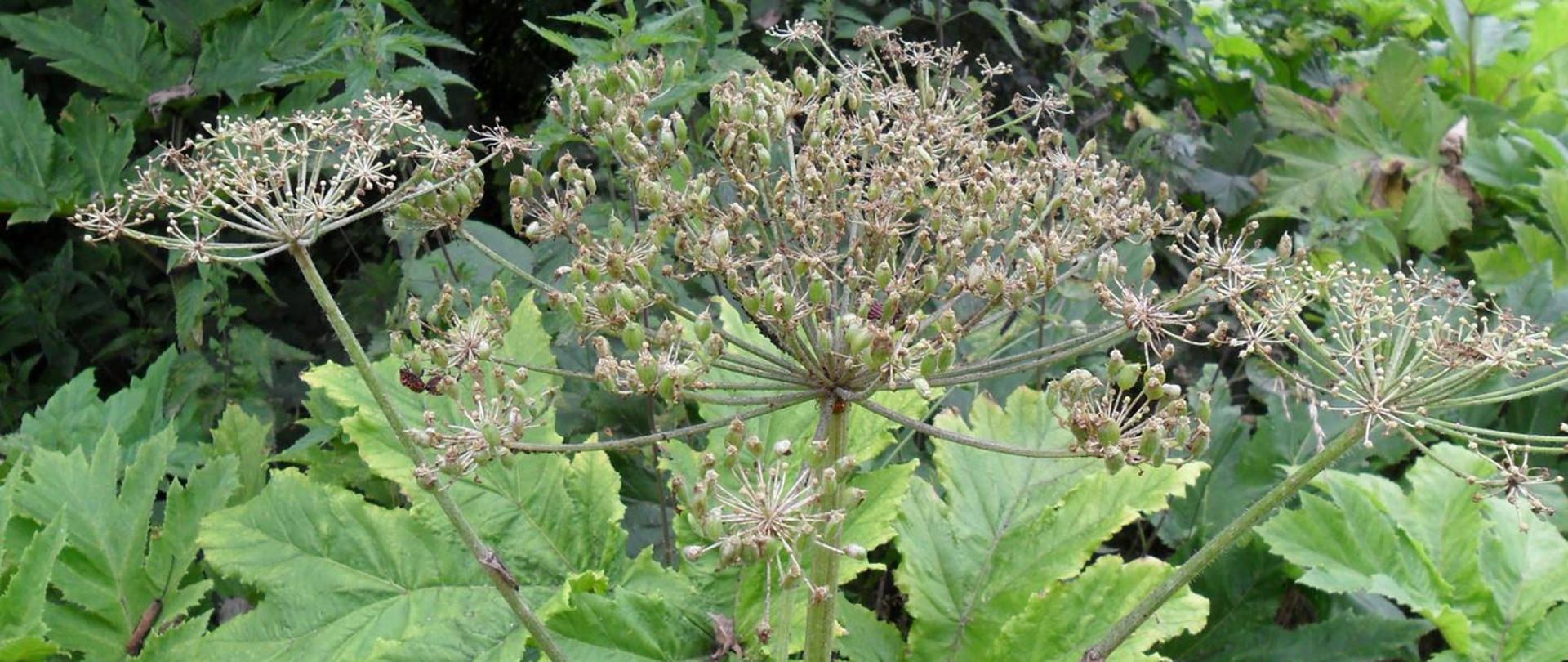 Barszcz Sosnowskiego